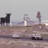 Toro de Osborne (2)